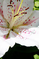 IMG_7911a