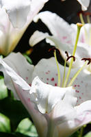 IMG_7913a