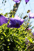IMG_7917a