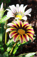 IMG_7918a