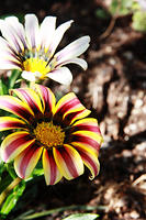 IMG_7920a