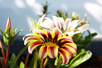 IMG_7921a