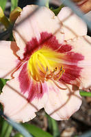 IMG_7923a