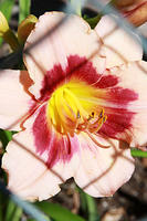 IMG_7924a