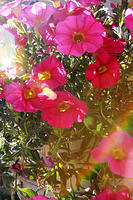IMG_7926a