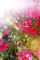 IMG_7927a