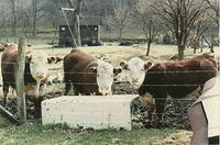 Gram and Pap's cows
1982