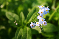 Wildflowers