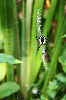 An icky spider.