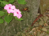 Hummingbird Clearwing Moth