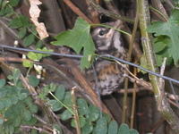 A baby bird in the hedges.