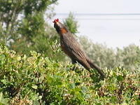 The mother bird, on top of the hedges, with food for the baby.