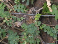 The baby bird again.
