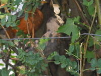 You can't see it very well, but it's the mother bird feeding the baby bird.
