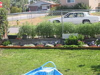 Mom's yard - 8/24/03