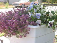 Our Flowers