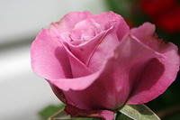 2007 Flowers