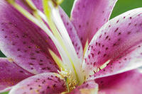 Stargazer Lily