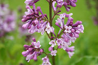 IMG_0039a