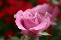IMG_0041a.jpg