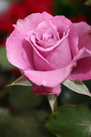 IMG_0045a
