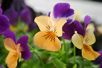 IMG_0051a