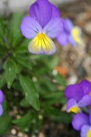IMG_0052a