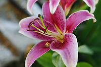 Stargazer lily