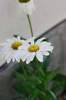 Daisies