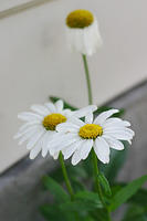 Daisies