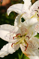 Lilies