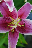 Stargazer Lily