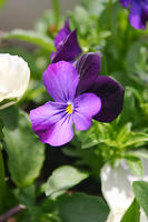 IMG_0109a.jpg