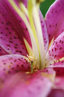 Stargazer Lily