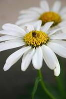 Daisies