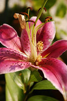 Stargazer Lily
