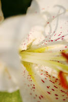 Lilies