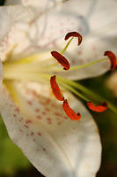 Lilies