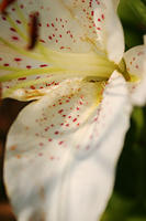 Lilies