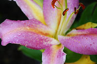 Lilies