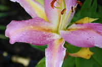 Lilies
