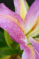 Lilies