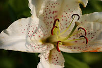 Lilies