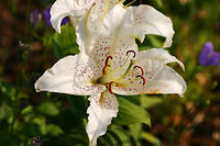 Lilies