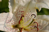 Lilies