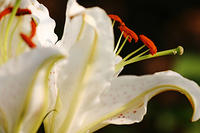 Lilies