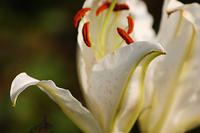 Lilies