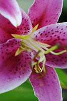 Stargazer Lily
