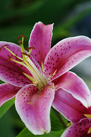 Stargazer Lily