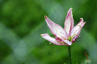 Dying Lily